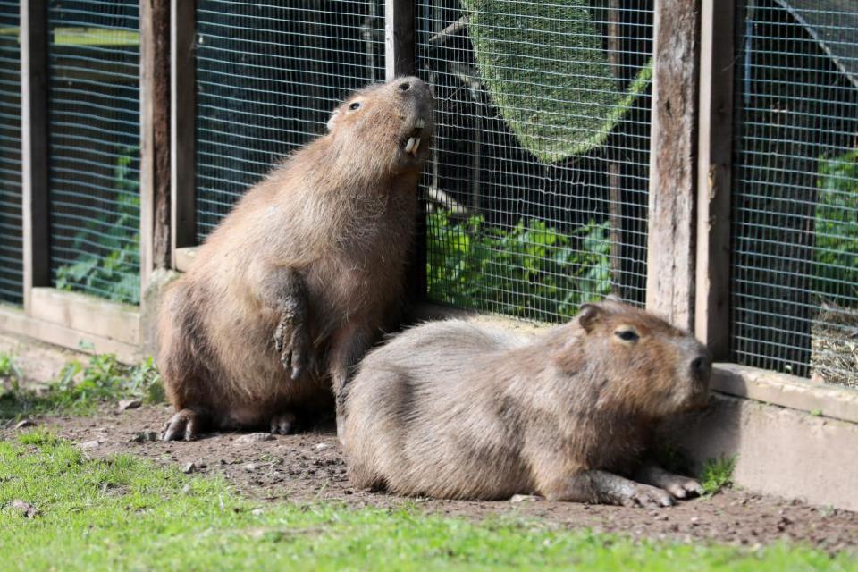 Hereford Times: Capybaras at Wildside Exotic Rescue