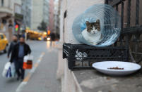 <p>A cat takes a moment in a shelter made from a water bottle on Jan. 2, 2018. (Photo: Goran Tomasevic/Reuters) </p>