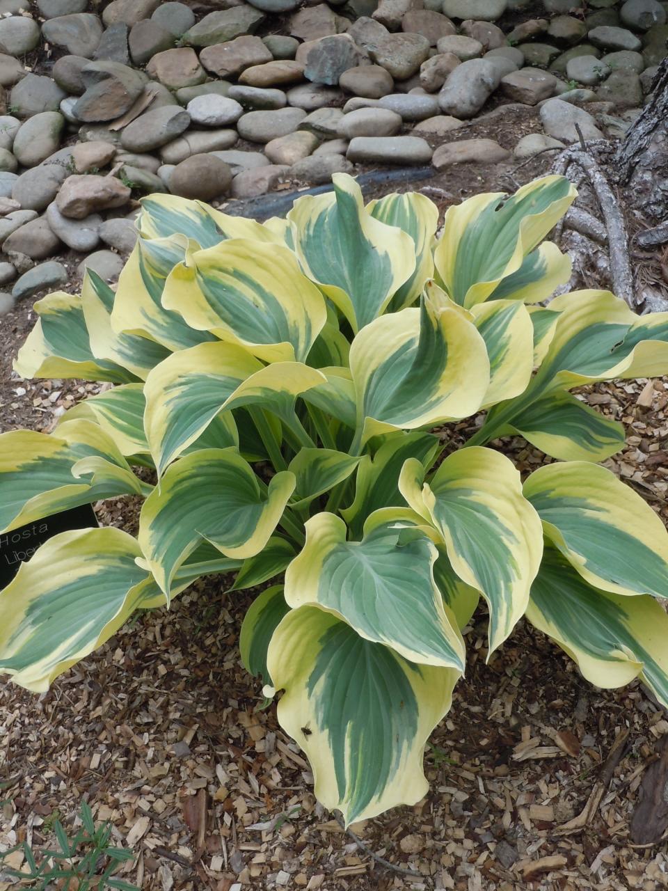 A hosta with yellow variegated leaves. Plants with this leaf pattern have a mutation in part of the leaf that blocks production of chlorophyll.