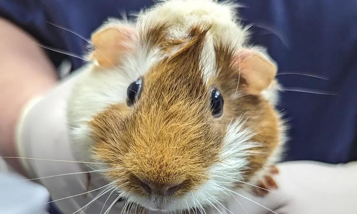 <span>The guinea pig, now named DiscoPig, is between six and 12 months old.</span><span>Photograph: RSPCA</span>