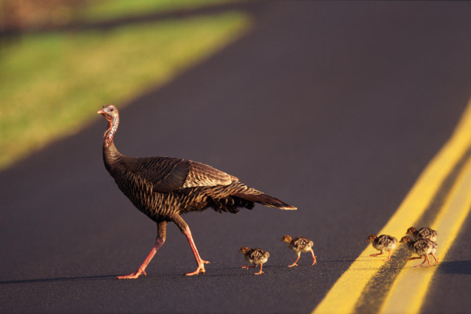 WILD TURKEY WITH CHICKS CROSSING ROAD