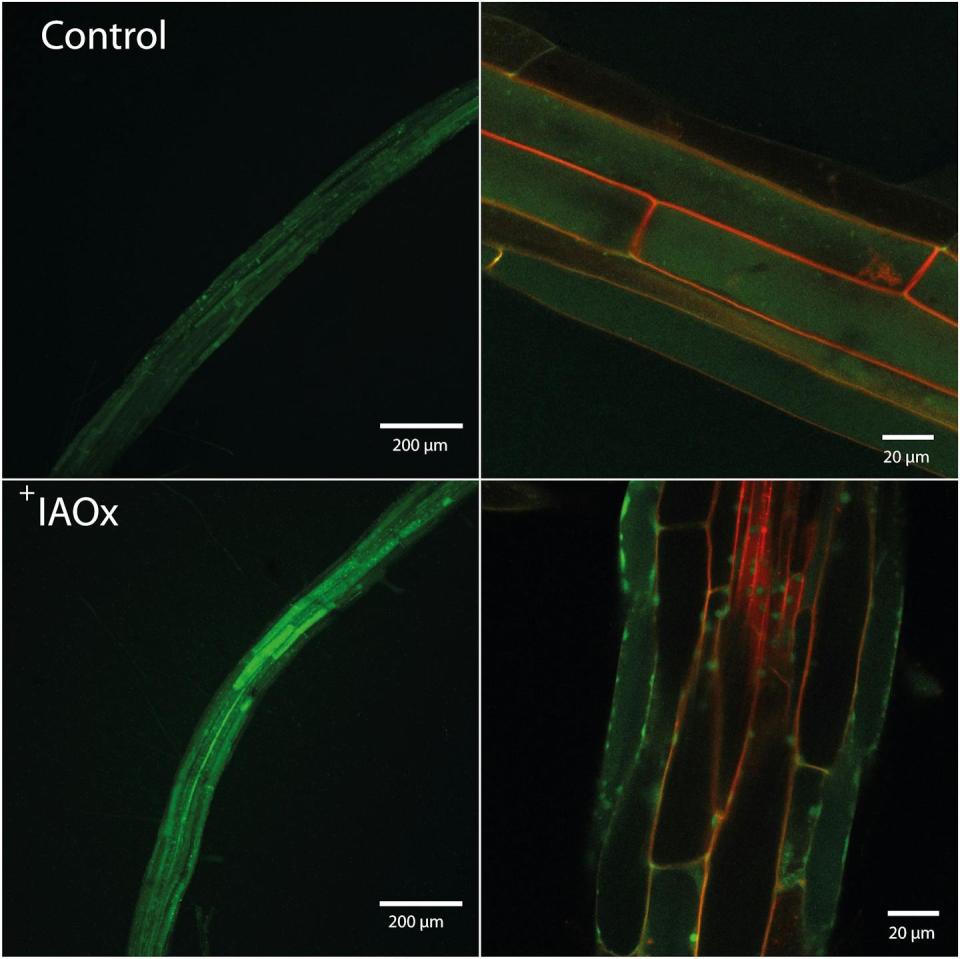 Producción de óxido nítrico in vivo. Se muestran imágenes ejemplo tomadas con microscopio confocal de raíces de plantas mutantes de <em>Arabidopsis thaliana</em> (con las membranas en rojo). La producción de NO se observa como fluorescencia verde. Se puede observar que las plantas tratadas con indol-3-acetaldoxima (IAOx, imágenes inferiores) muestran más fluorescencia verde. <a href="https://www.cell.com/molecular-plant/abstract/S1674-2052(23)00403-3" rel="nofollow noopener" target="_blank" data-ylk="slk:López-Gómez et al., 2024;elm:context_link;itc:0;sec:content-canvas" class="link ">López-Gómez et al., 2024</a>