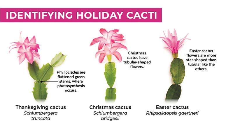 The best way to identify holiday cacti is by examining the shape of the stem segments of the plant.