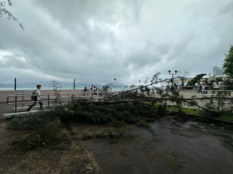 杏花邨有多棵樹木倒塌，有不少居民趁風勢減弱到海邊視察。（受訪者提供相片）