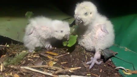 Kakapo parrot chicks "Queenie-2-A" and "Ruth-3-A" are seen in a nest in this still image taken from undated social media video obtained April 18, 2019, in an undisclosed location in New Zealand. DEPARTMENT OF CONSERVATION NEW ZEALAND/ via REUTERS.