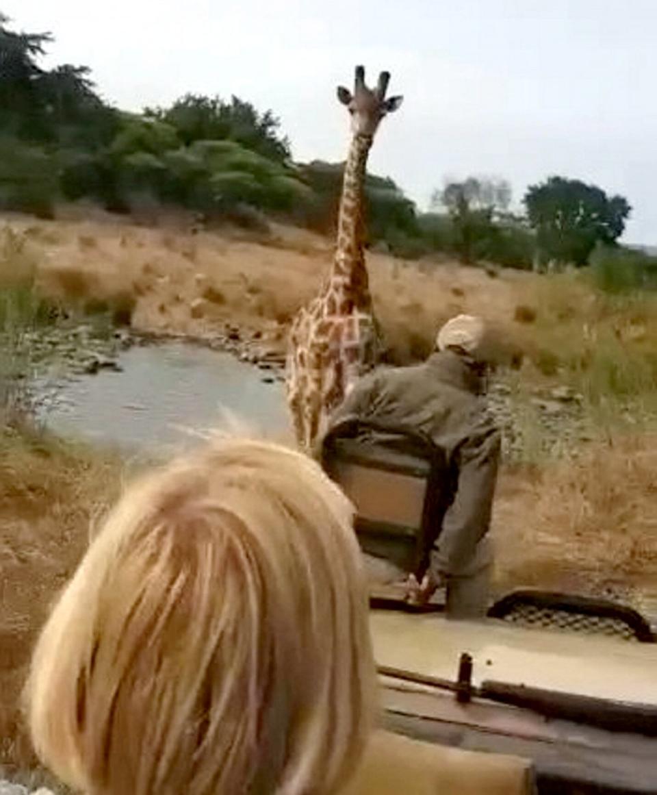 charging giraffe