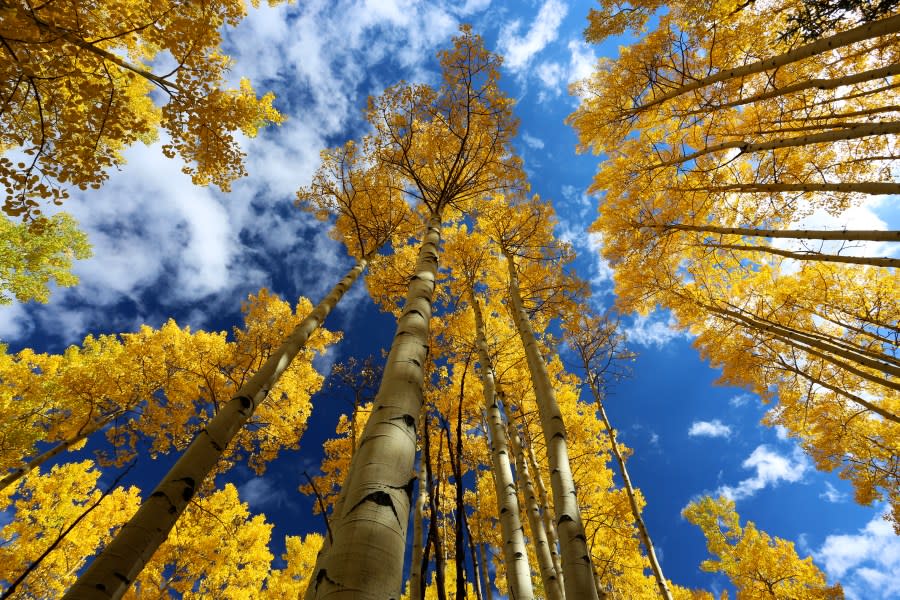 Aspen forest in autumn with fall colors of gold, yellow, blue, white, yellow in San Juan NAtional Forest outside of Ouray and Silverton on the Million Dollar Highway. (Getty Images)