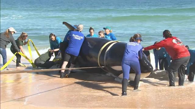 Newborn sperm whale calf strands on beach near Marineland