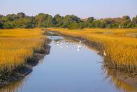<p>Wild birds cool off in a creek on Kiawah Island, South Carolina // Date unknown</p>