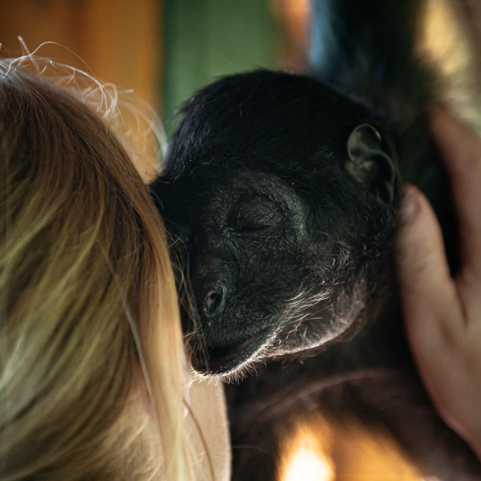 Gummy, a 60-year-old spider monkey, hugs her keeper, Rebecca Stedman after being fed raisins at Fort Rickey in Rome on Wednesday, May 25, 2022.