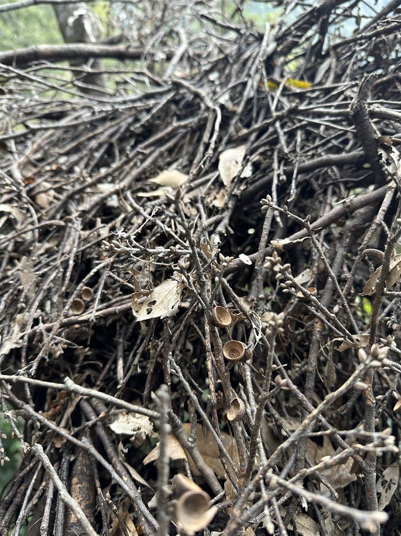 台灣黑熊天性會利用折斷的樹枝編織，在樹上打造舒適的窩。(圖／翻攝畫面)
