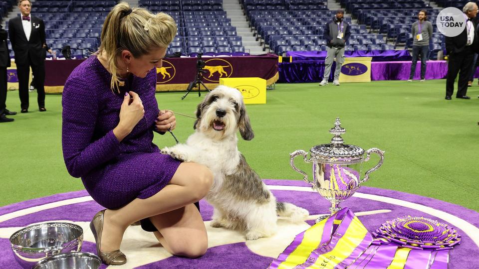 Janice Hayes and Buddy Holly, the Petit Basset Griffon Vendeen, winner of the Hound Group, wins Best in Show at the 147th Annual Westminster Kennel Club Dog Show Presented by Purina Pro Plan at Arthur Ashe Stadium on May 09, 2023 in New York City.