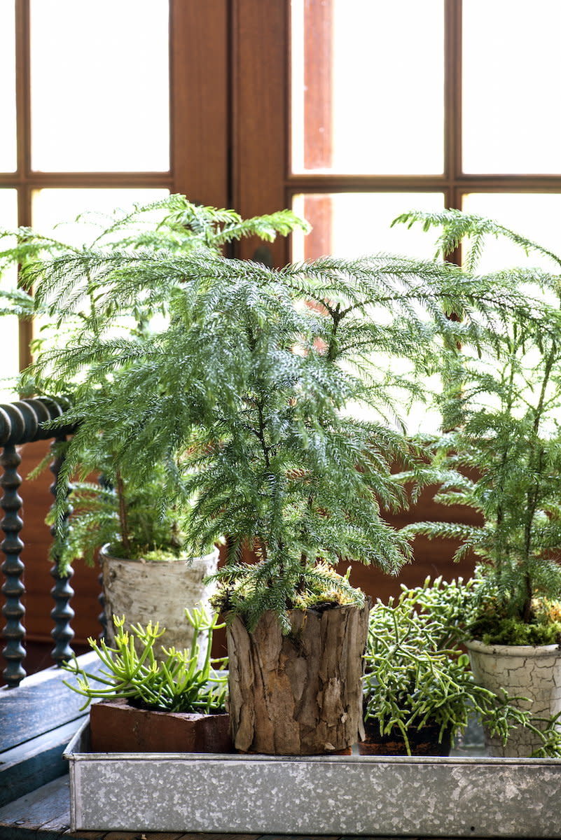 The Norfolk Island pine tree, according to Martin, "looks&nbsp;like a little tree, it really does. It&rsquo;s wonderful, like somebody shrunk the forest."<br /><br />And they don't grow that much: "A whole year has come and gone since [mine] wiggled their way into my life," Martin writes in her book. "They have not added another tier of greenery, or even another needle."