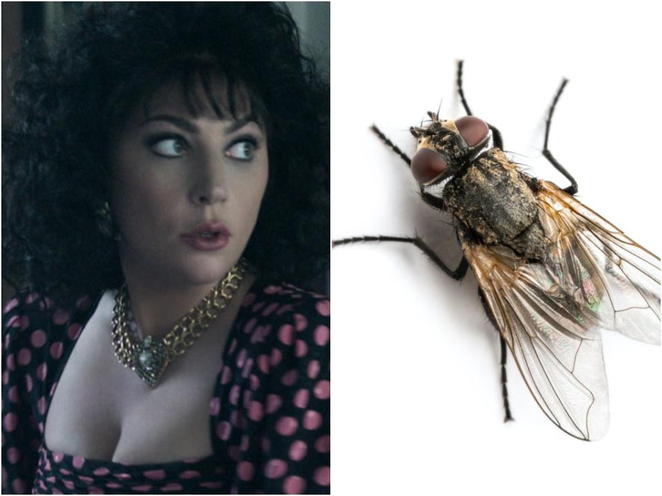 Lady Gaga in ‘House of Gucci’, and a fly (Universal/iStock)