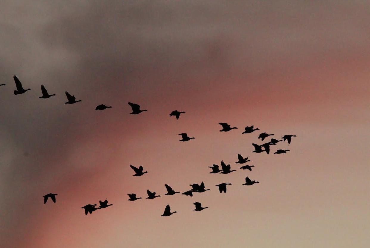 Migrating waterbirds over South Dakota's Huron Wetland Management District on North America's Central Flyway. <a href="https://flic.kr/p/2n6ioDf" rel="nofollow noopener" target="_blank" data-ylk="slk:Sandra Uecker, USFWS/Flickr;elm:context_link;itc:0;sec:content-canvas" class="link ">Sandra Uecker, USFWS/Flickr</a>