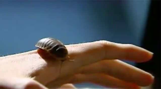 A postage bandit was delivered a box of karma with a stolen package containing 500 cockroaches. Source: KRON-TV