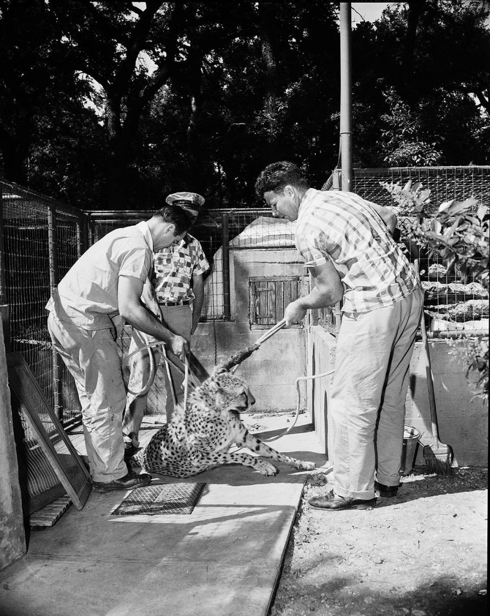 May 5, 1958: “A cheetah at Forest Park Zoo is treated like a dog ... all because a mountain lion is pregnant. The cheetah lived in the next cage to the mountain lions, but the cheetah became displaced cat when the male lion was given the cheetah’s cage to pace in.”