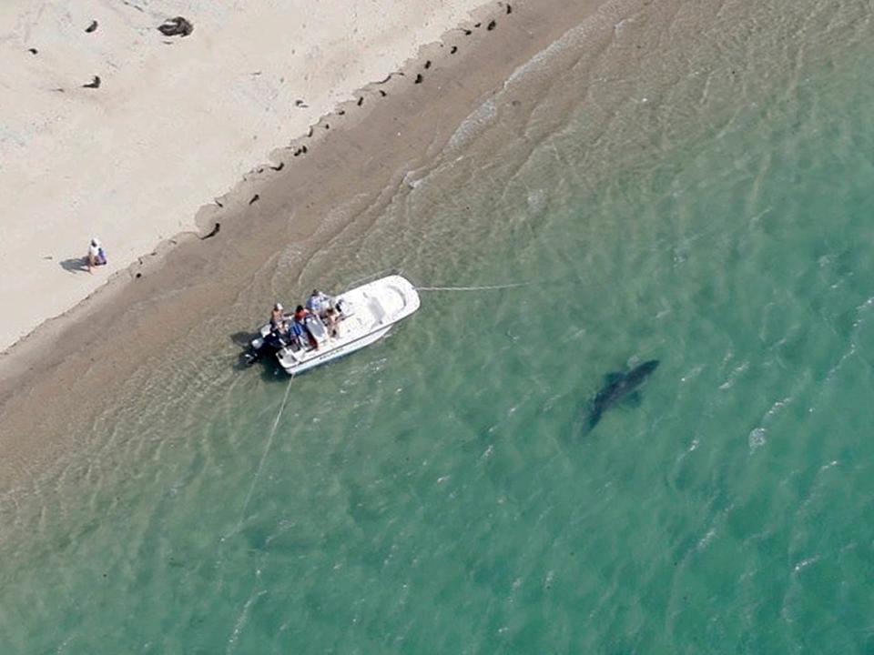 a great white shark swims close to the shore near a white boat.