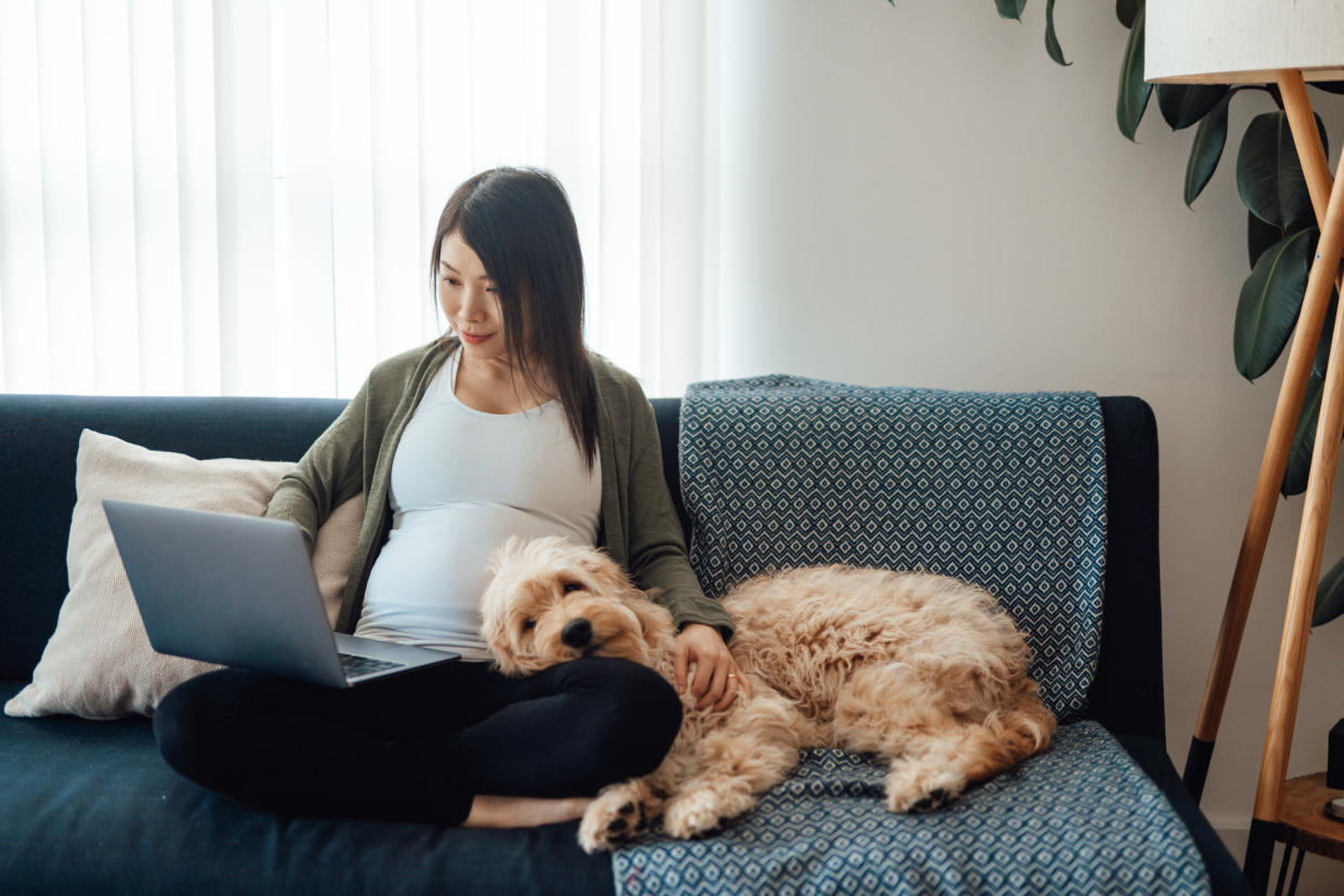  Dog relaxing on woman who is pregnant. 