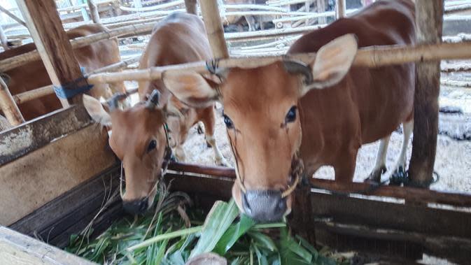 Peternak sapi di Lombok, Nusa Tenggara Barat (NTB), antusias setelah mendapatkan modal berupa Kredit Usaha Rakyat dari BRI. (Liputan6.com/ Hans Bahanan)