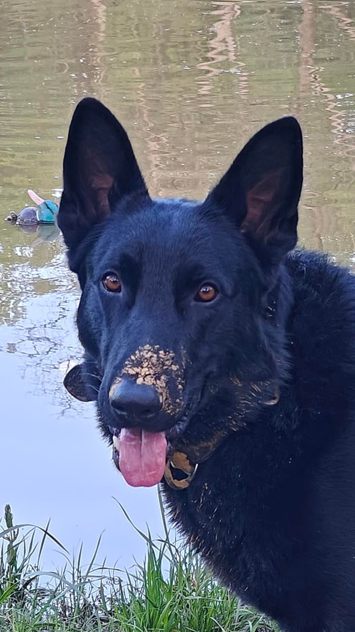 dog with oats on his nose