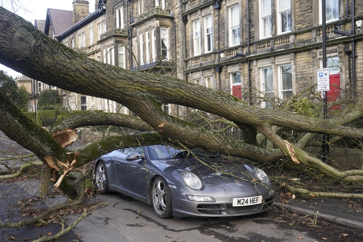 A fallen tree flattened a Porsche in Harrogate (PA)