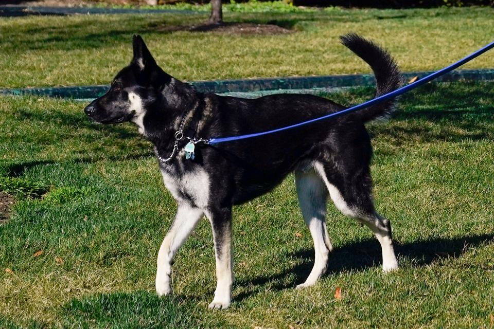 A handler walks Major on the South Lawn of the White House.