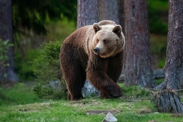 <p>Paul McDougall/500px/Getty</p> Stock image of a bear in the woods.