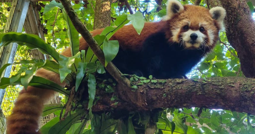 台北市立動物園14歲小貓熊「YaYa」。（圖／台北市立動物園提供）