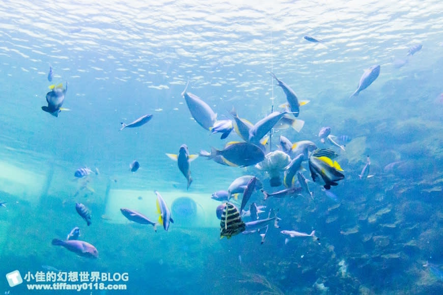 澎湖水族館