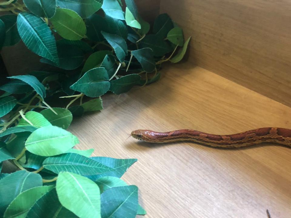 Rescued snake