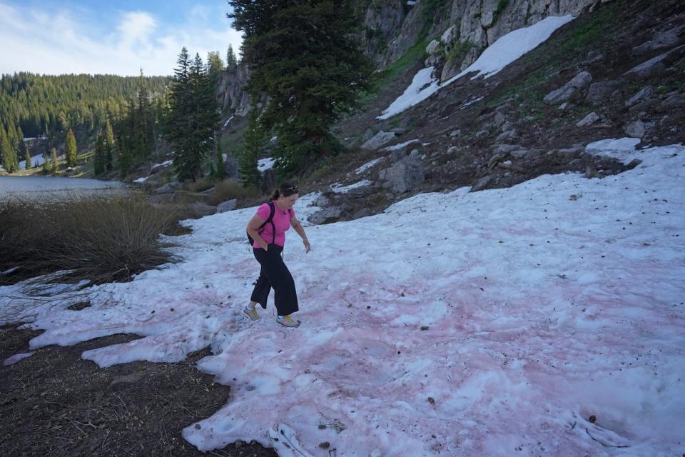 Jana Brough walks through the pink snow at Tony Grove Lake, near Logan, Utah, on Wednesday, June 28, 2023.  The color of the snow has piqued the curiosity of hikers and campers across Utah this summer (AP Photo/Rick Bowmer)