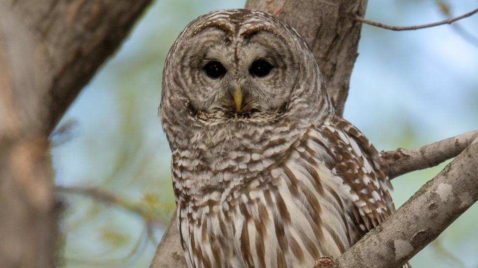 Barred owls can be found at Great Swamp National Wildlife Refuge in New Jersey, only a short drive west of Manhattan.