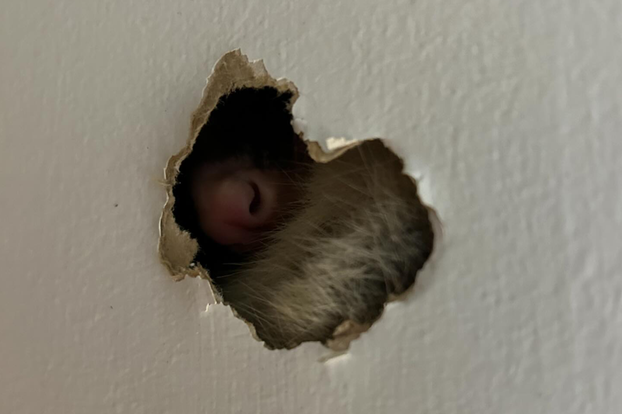 A brushtail possum's nose poking through a hole in the wall at Helensvale.