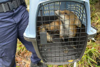 In his image provided by U.S. Capitol Police, a fox looks out from a cage after being captured on the grounds of the U.S. Capitol on Tuesday, April 5, 2022, in Washington. (U.S. Capitol Police via AP)