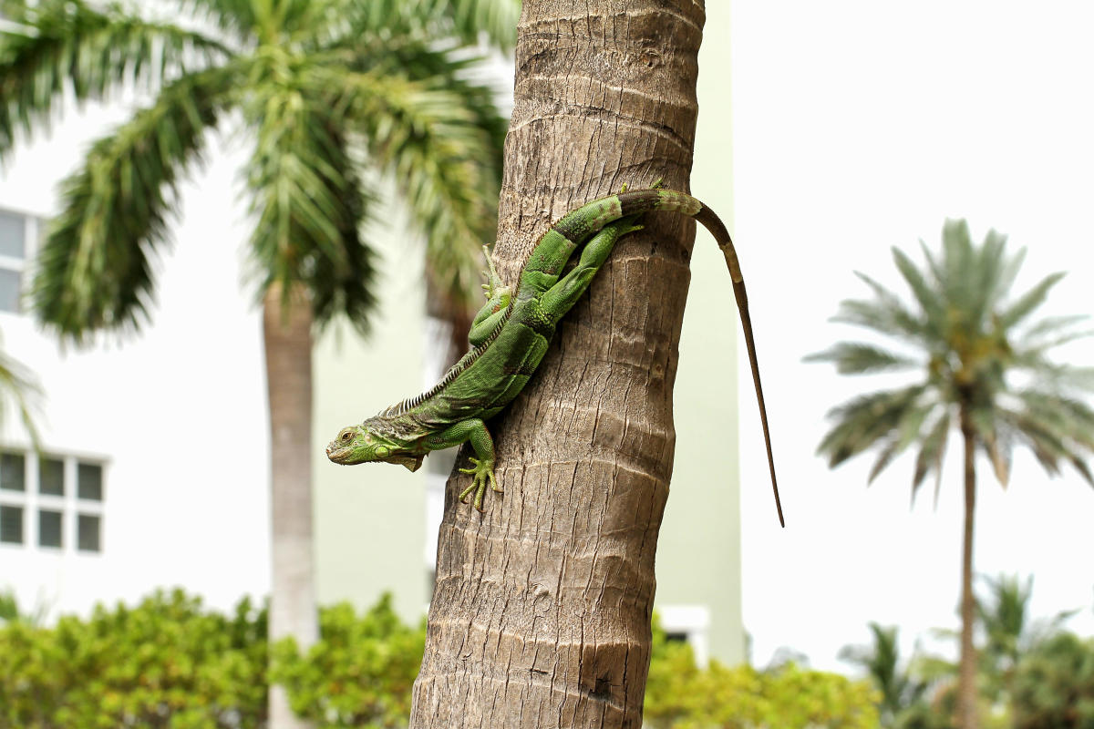 #South Florida iguana causes large scale power outage