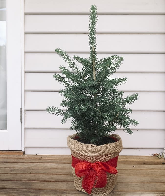 Living Christmas trees are 100% biodegradable and easily recycled