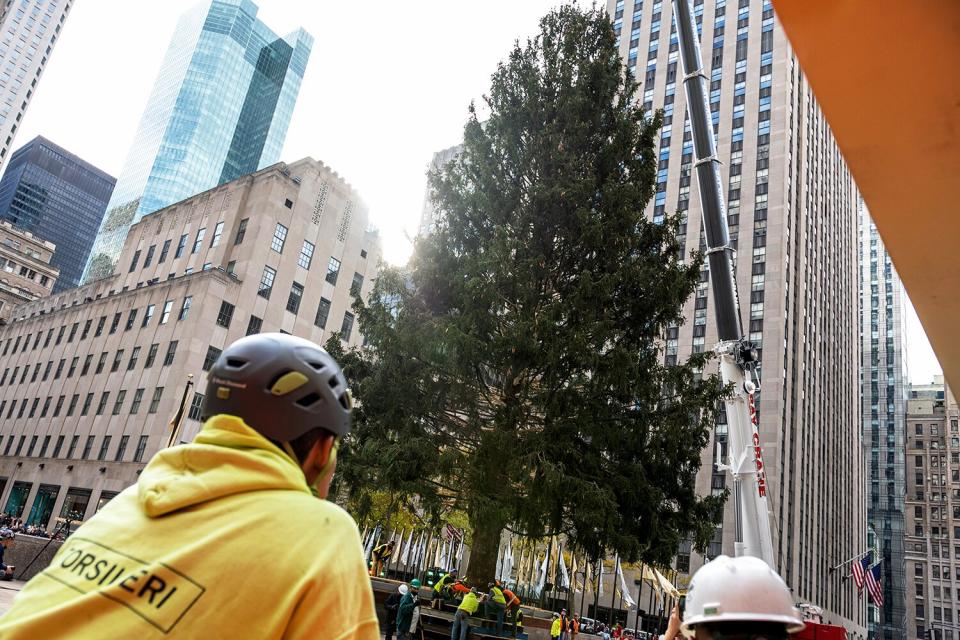 Workers watch as The Rockefeller Center Christmas Tree is moved into a place by a crane on November 13, 2021 in New York City. This year, for the first time the Norway Spruce tree was from Maryland. The tree is 79-feet tall, 46-feet in diameter, and weighs 12-tons.