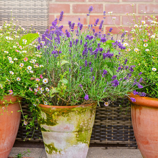 potted lavender plant