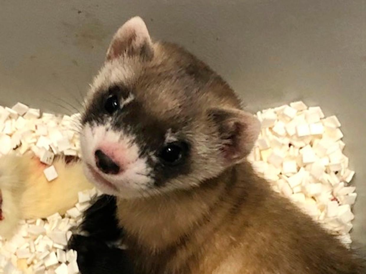 <p>Elizabeth Ann, the first cloned black-footed ferret and first-ever cloned US endangered species</p> (AP)