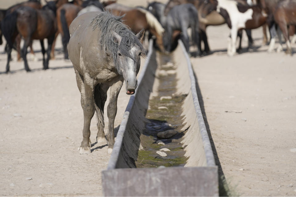 Wild horses gather at an empty watering trough on July 9, 2021, near U.S. Army Dugway Proving Ground, Utah. The trough would normally be fed by a spring, but sometimes has run dry as the U.S. West remains in the grip of a megadrought. The federal government says it must round up thousands of wild horses to protect the parched land and the animals themselves, but wild-horse advocates accuse them of using the conditions as an excuse to move out more of the iconic animals to preserve cattle grazing. (AP Photo/Rick Bowmer)