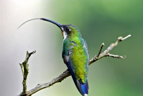 A juvenile male black-throated mango hummingbird in Finca El Colibrí Gorriazul, Fusagasugá, Colombia. Without the use of any muscles or nerves, a hummingbird's tongue can rapidly expand to pull in nectar from a flower.