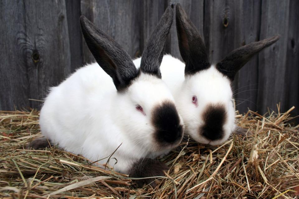 rabbit breeds california rabbit