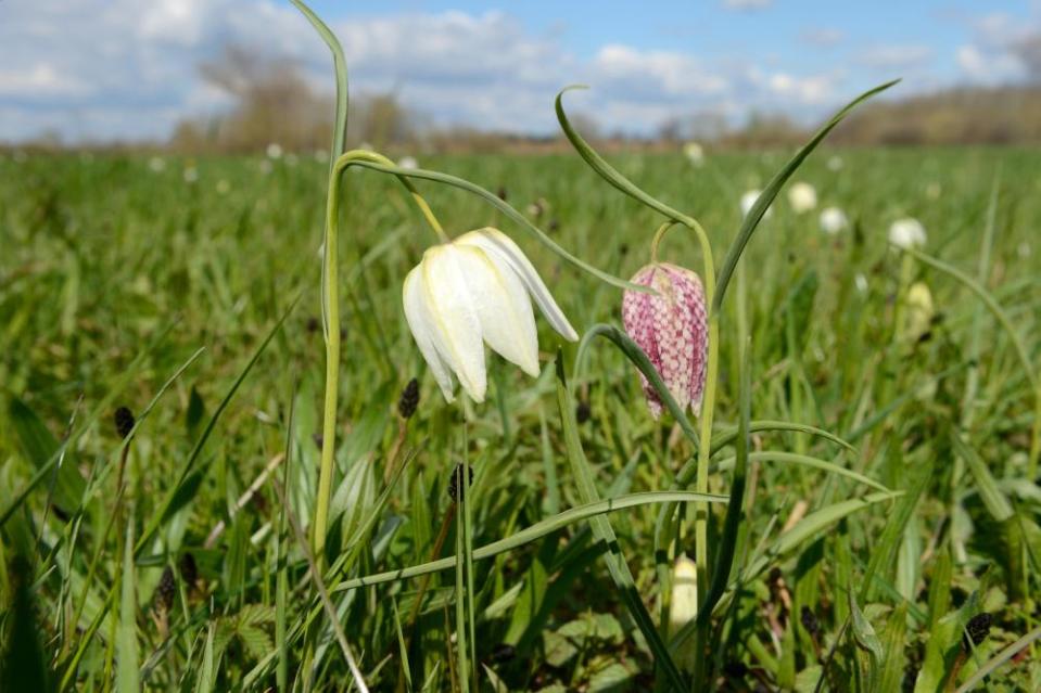 Snakeshead flowers