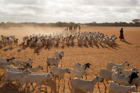 FILE PHOTO: People herd livestock to a grazing ground in the early hours of the morning near Dagahale, one of several refugee settlements in Dadaab, Garissa County, northeastern Kenya October 9, 2013. REUTERS/Siegfried Modola/File Photo