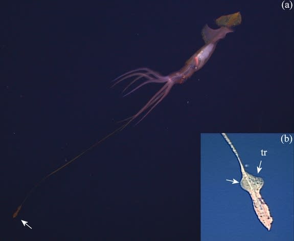 The end of the feeding tentacle of the deep-sea squid is spread flat with the squid's fourth arm supporting the base of the tentacle stalk. The so-called trabecular protective membranes (tr) of the feeding tentacle (b) can flap to propel the ti