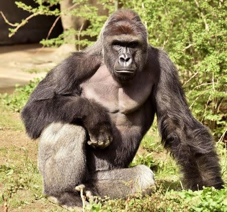 Harambe, a 17-year-old gorilla at the Cincinnati Zoo is pictured in this undated handout photo provided by Cincinnati Zoo. Cincinnati Zoo/Handout via Reuters