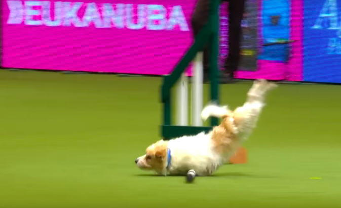 Olly the Jack Russell Terrier turned a dog show into an episode of “American Ninja Warrior”