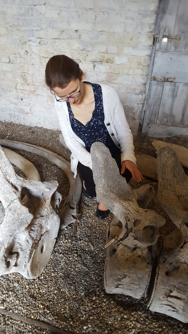 Curator Philippa Wood with the whale skeleton