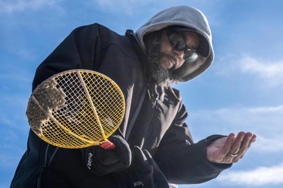 Charles Shelton Jr. searches for sharks teeth along the Myrtle Beach strand. Shelton, who has hunted sharks teeth and fossils for over thirty years frequently provides educational talks about the hobby at local museums runs the Myrtle Beach Shark Teeth Facebook page. Jan. 22, 2024.